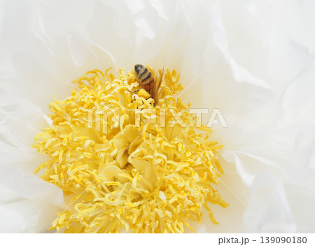 牡丹の花と花粉を集めるミツバチ 牡丹の花と花粉を集めるミツバチ 139090180