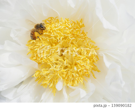 牡丹の花と花粉を集めるミツバチ 139090182
