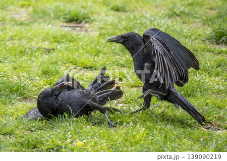 Ravens fighting for food in richmond park london Ravens fighting for food in richmond park london 139090219