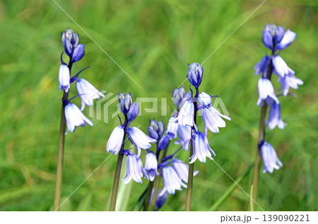 ツリガネズイセン （釣鐘水仙） 139090221