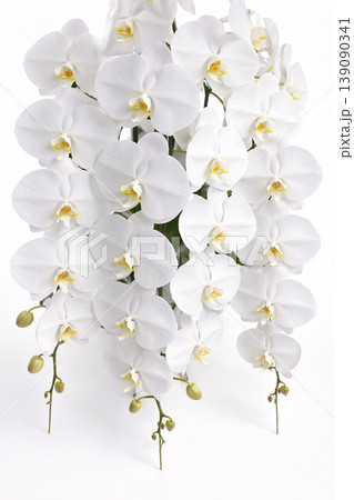 豪華な白い胡蝶蘭 ビジネス祝いのイメージ 豪華な白い胡蝶蘭 ビジネス祝いのイメージ 139090341