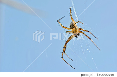 Bordered Orbweaver (Neoscona adianta), Greece Bordered Orbweaver (Neoscona adianta), Greece 139090546