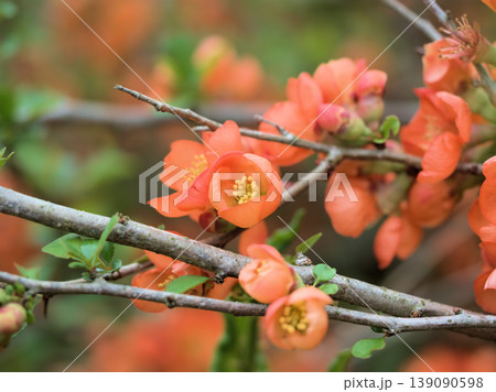 晴れた4月に咲いたオレンジ色の草木瓜(クサボケ) 晴れた4月に咲いたオレンジ色の草木瓜(クサボケ) 139090598