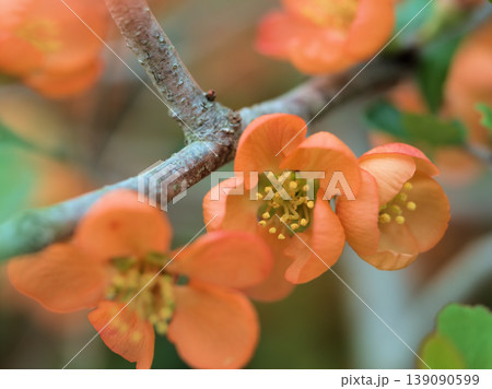 晴れた4月に咲いたオレンジ色の草木瓜(クサボケ) 晴れた4月に咲いたオレンジ色の草木瓜(クサボケ) 139090599