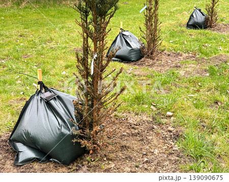 Young trees planted in soil with watering bags. Young trees planted in soil with watering bags. 139090675
