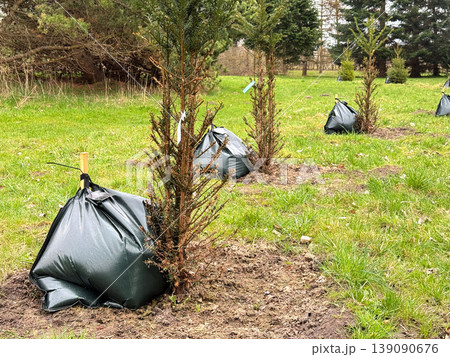 Young trees planted in soil with watering bags. 139090676