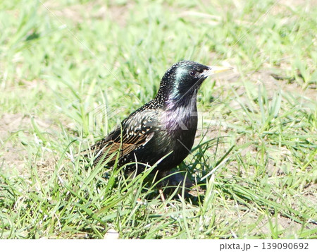 Starling bird standing in green grass wildlife looking 139090692