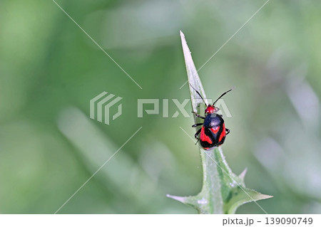 Deraeocoris schach is a species of plant bugs belonging to the family Miridae, Greece 139090749