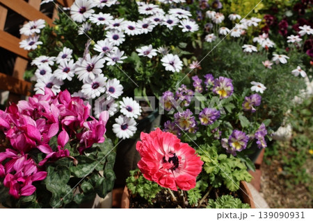 春の花の寄せ鉢 春の花の寄せ鉢 139090931