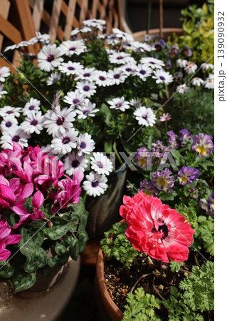 春の花の寄せ鉢 春の花の寄せ鉢 139090932