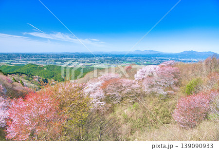 栃木県大田原市　御亭山から見る満開の山桜 139090933