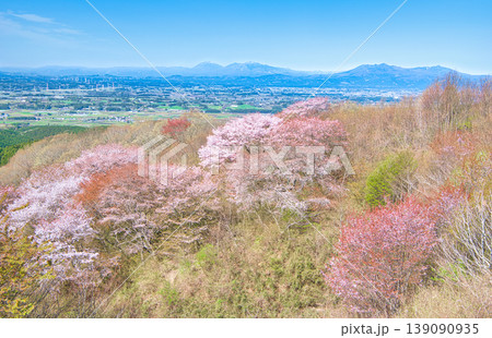 栃木県大田原市 御亭山から見る満開の山桜 栃木県大田原市 御亭山から見る満開の山桜 139090935
