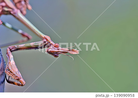 Fasciated Conehead Mantid (Empusa fasciata) is a species of praying mantis in the genus Empusa in the order Mantodea, Greece 139090958