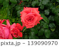 ドフトボルケのバラ クローズアップ 芳香豊かな美しい花 139090970