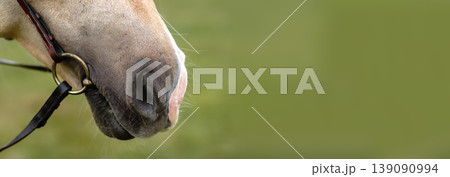 Close-up of a horse nose and muzzle with bridle and bit against a blurred green background. Equestrian concept with large copy space for text 139090994