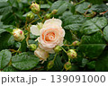屋外の花壇に咲くサニーアンティークのバラ、やわらかな黄色とアプリコットのアンティーク調の花 139091000
