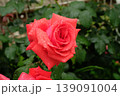 ドフトボルケのバラ クローズアップ 芳香豊かな美しい花 139091004