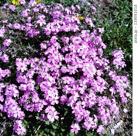 ピンクの芝桜が咲き広がる春の花のじゅうたん 鮮やかな群生フラワー背景 ピンクの芝桜が咲き広がる春の花のじゅうたん 鮮やかな群生フラワー背景 139091018