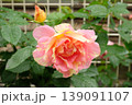 ポールセザンヌのバラ クローズアップ 芸術的な色彩の美しい花 139091107