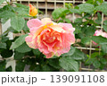 ポールセザンヌのバラ クローズアップ 芸術的な色彩の美しい花 139091108