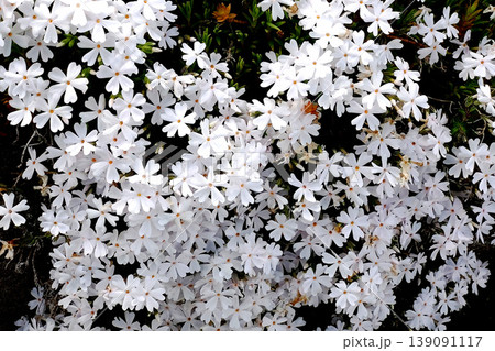 白い芝桜が密に咲く春のフラワーテクスチャ 清潔感あふれる小花の群生背景 白い芝桜が密に咲く春のフラワーテクスチャ 清潔感あふれる小花の群生背景 139091117