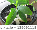 緑のりょうびの葉っぱ 139091118