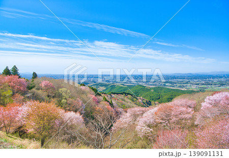 栃木県大田原市　御亭山から見る満開の山桜 139091131