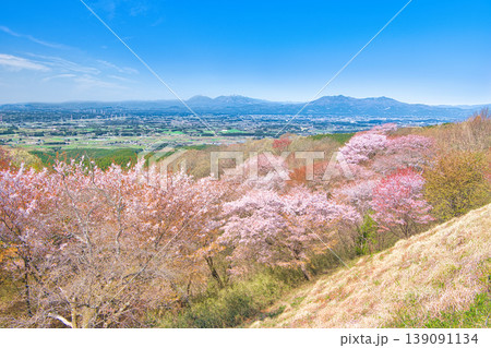 栃木県大田原市 御亭山から見る満開の山桜 栃木県大田原市 御亭山から見る満開の山桜 139091134