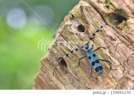 朽木にいる1匹のルリボシカミキリ 朽木にいる1匹のルリボシカミキリ 139091170