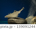 カレイ イシガレイ 海水魚 泳ぐカレイ カレイ イシガレイ 海水魚 泳ぐカレイ 139091244