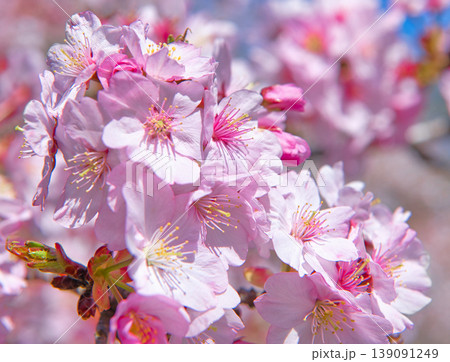 春の季節を迎える満開の桜 春の季節を迎える満開の桜 139091249