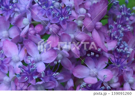 梅雨に咲く紫陽花 梅雨に咲く紫陽花 139091260