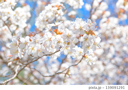 春の季節を迎える満開の山桜 春の季節を迎える満開の山桜 139091291
