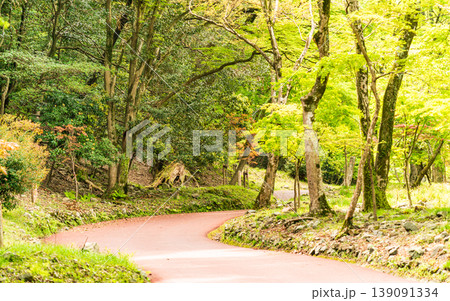 新緑 森林 遊歩道 公園 散策路 日本 自然 緑 風景 癒し 背景素材 139091334