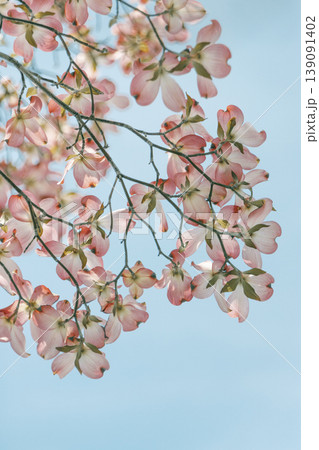 青空に咲くピンクのハナミズキ 花あふれる春の縦背景素材 青空に咲くピンクのハナミズキ 花あふれる春の縦背景素材 139091402