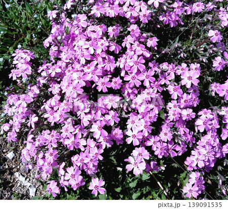 春に咲き広がるピンクの芝桜の群生 地面を彩る鮮やかな花の絨毯 春に咲き広がるピンクの芝桜の群生 地面を彩る鮮やかな花の絨毯 139091535