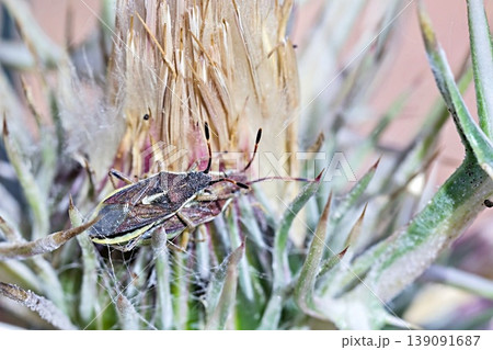 Maccevethus is a genus of true bugs in the family scentless plant bugs, Greece Maccevethus is a genus of true bugs in the family scentless plant bugs, Greece 139091687