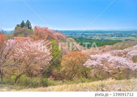 栃木県大田原市　御亭山から見る満開の山桜 139091712