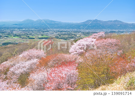 栃木県大田原市 御亭山から見る満開の山桜 栃木県大田原市 御亭山から見る満開の山桜 139091714