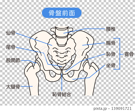 Front of the pelvis Front of the pelvis 139091721