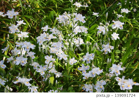白いシャガの花 白いシャガの花 139091724