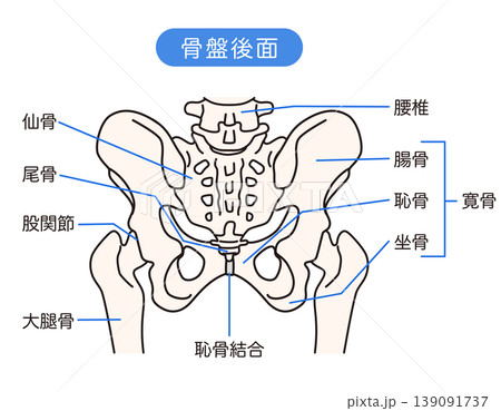 骨盤の後面 骨盤の後面 139091737