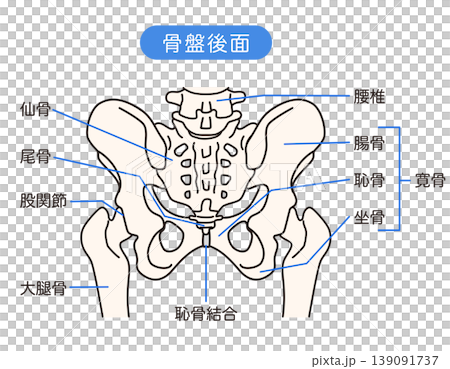 骨盤の後面 骨盤の後面 139091737