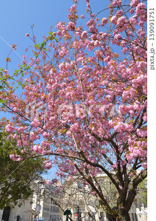 マリー・トランティニャン公園に咲く桜の花　パリ　2022年3月27日 139091751