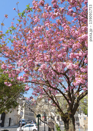 マリー・トランティニャン公園に咲く桜の花 パリ 2022年3月27日 マリー・トランティニャン公園に咲く桜の花 パリ 2022年3月27日 139091753