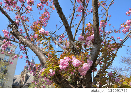 マリー・トランティニャン公園に咲く桜の花　パリ　2022年3月27日 139091755