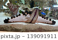 ヒトデ 139091911