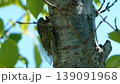 夏の終わりを告げるセミ 139091968