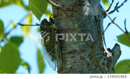 夏の終わりを告げるセミ 139091968