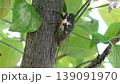 夏の終わりを告げるセミ 139091970